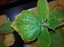 Почему появляются пятна на листьях огурцов? болезни огурцов