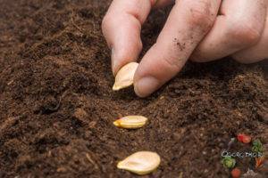 Как вырастить кабачки в открытом грунте?