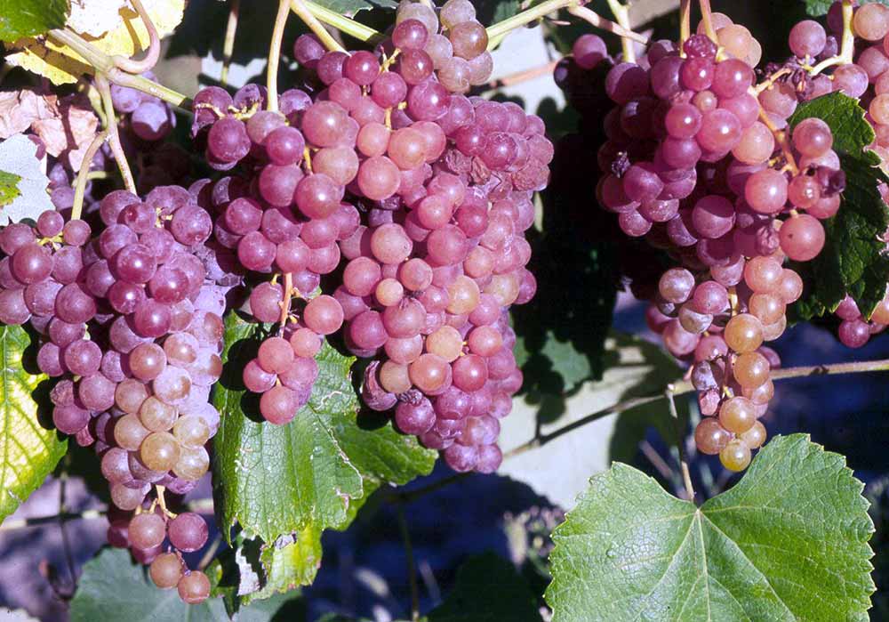 Самые морозостойкие сорта винограда: названия, фото, описание и характеристики
