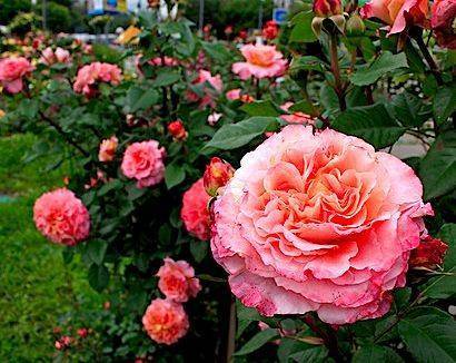 Чайно-гибридная роза августа луиза: описание сорта, фото, отзывы о выращивании