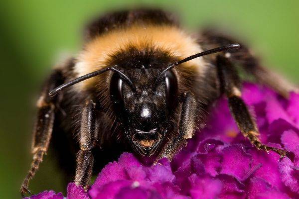 Шмель: основные виды, описание, образ жизни экологическая роль ближайшего родственника медоносной пчелы