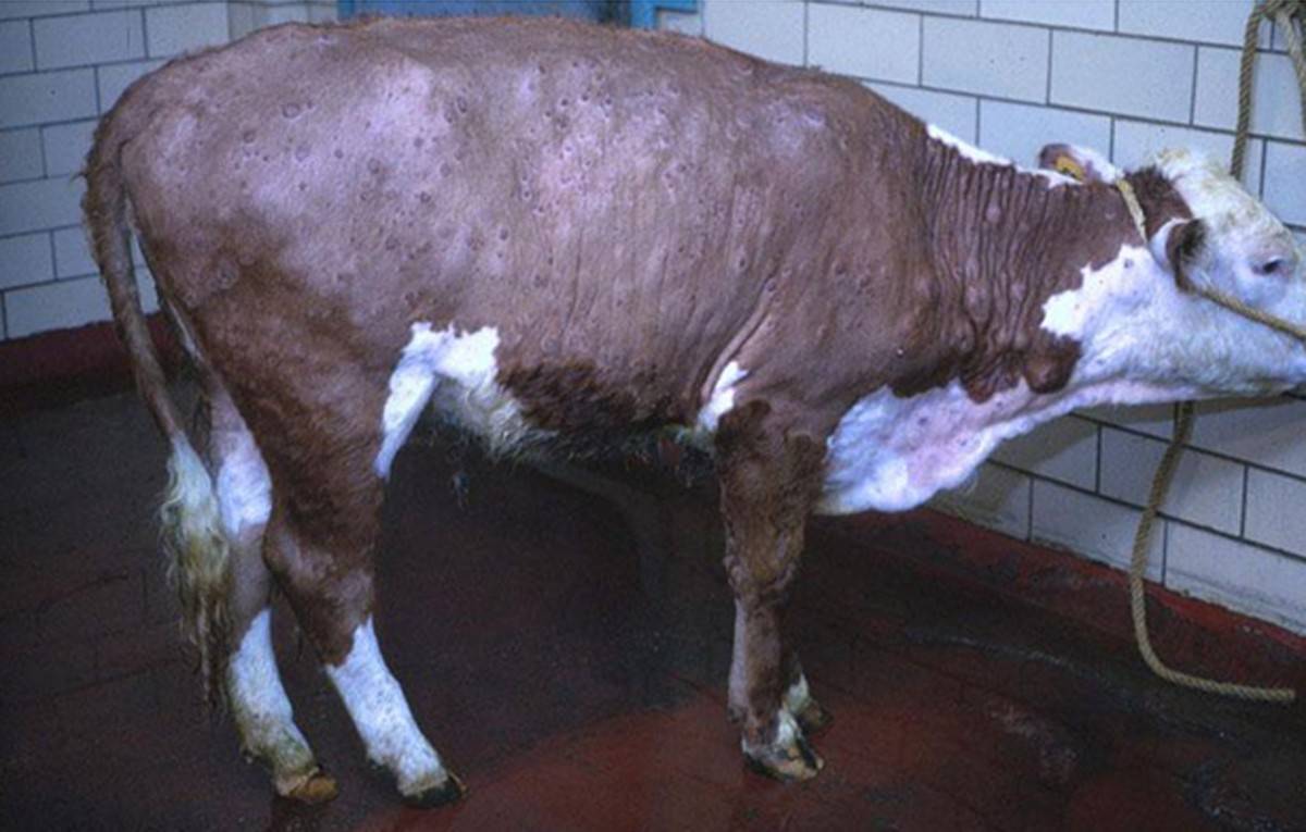 Способ лечения нодулярного дерматита у крупного рогатого скота