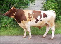 Корова айрширской породы: описание, характеристика, отзывы