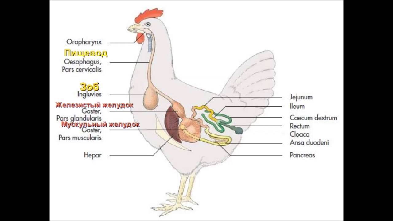 Проблема забивания зоба у курицы