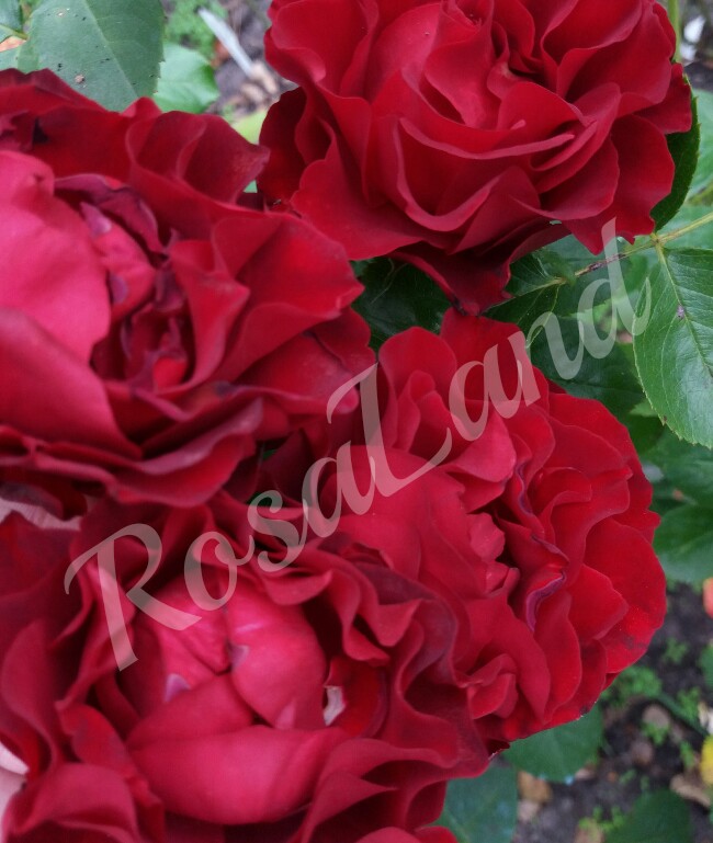 О розе Hommage a Barbara: описание и характеристики сорта, уход и выращивание