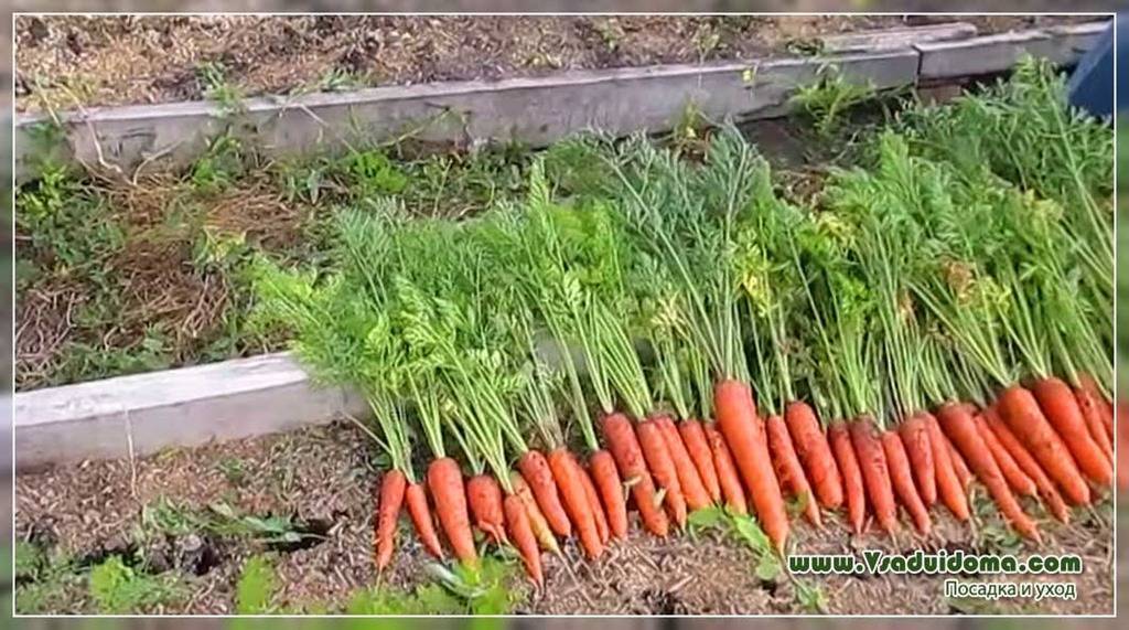 Сроки посадки моркови в средней полосе россии, на урале, советы и рекомендации