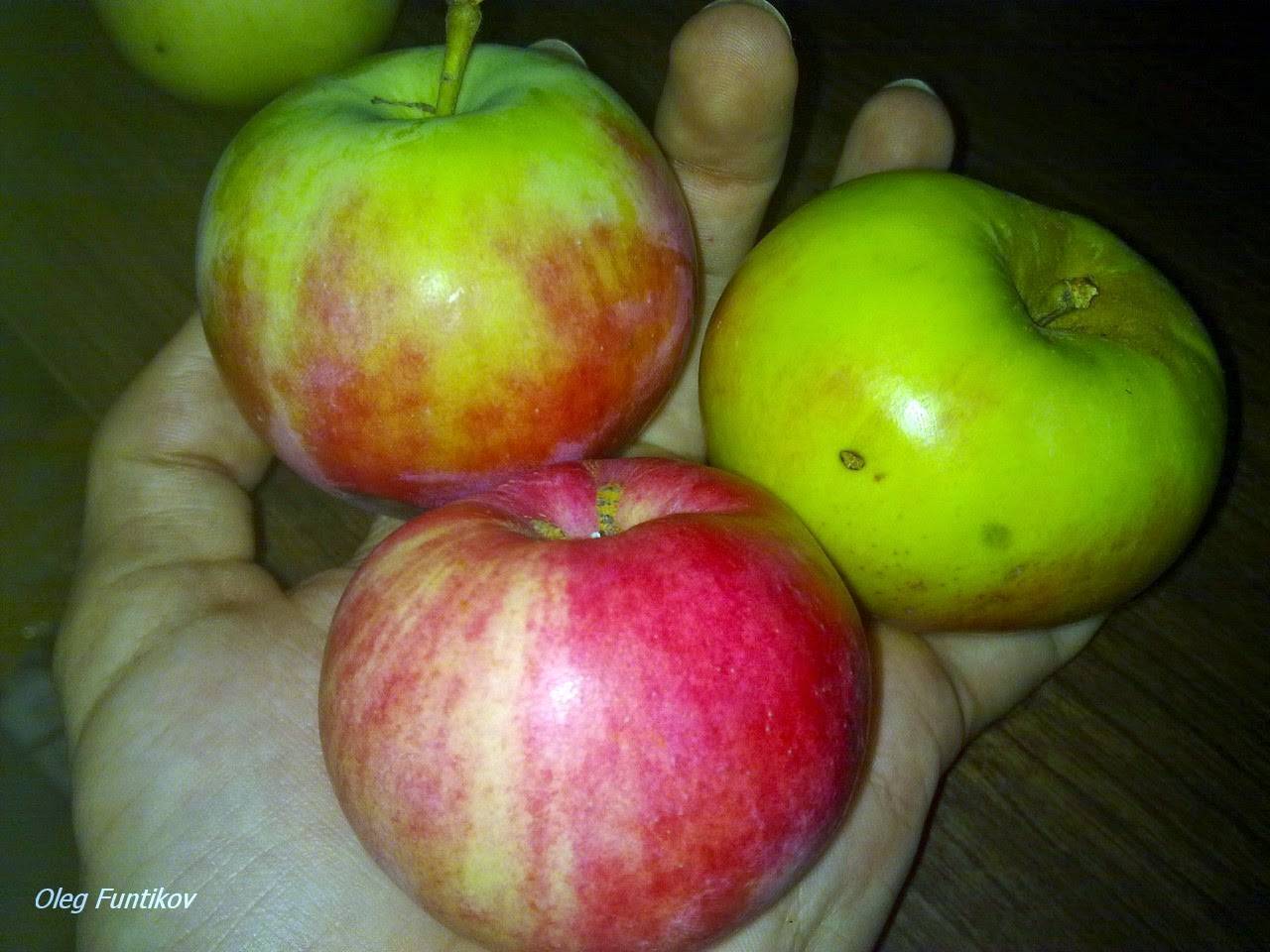Яблоня десертное исаева: отзывы садоводов и описание сорта с фото