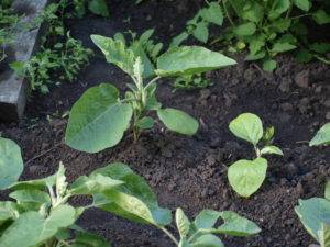Как правильно выращивать баклажаны в открытом грунте?