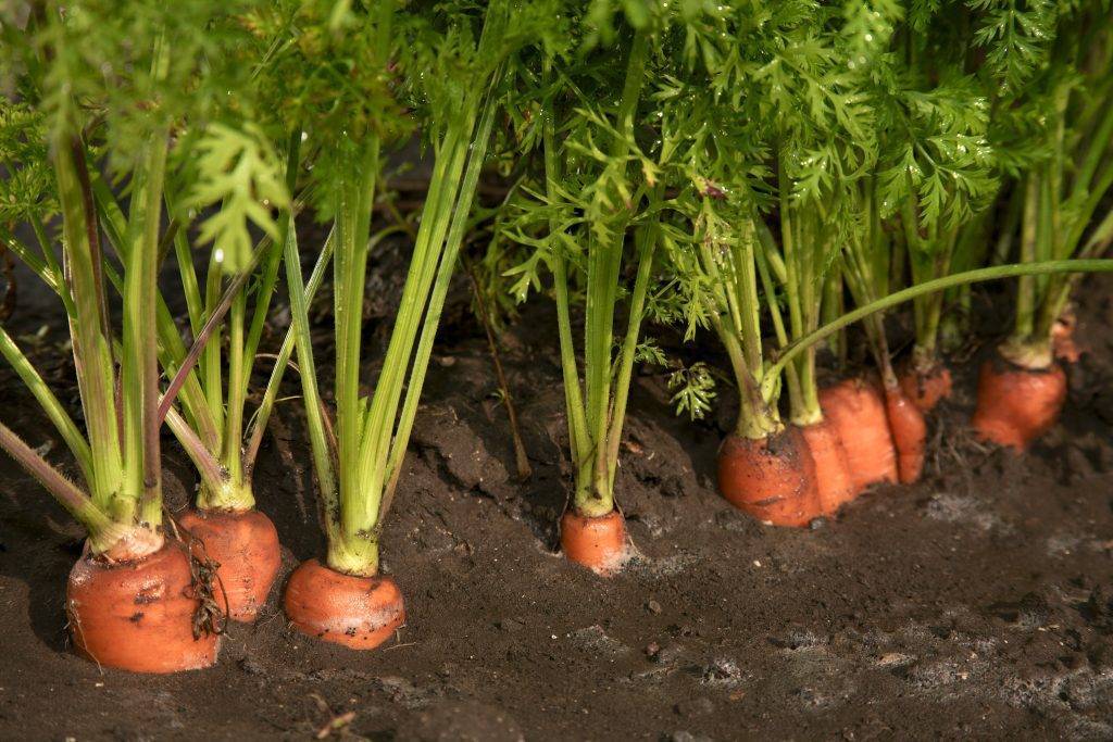 Чем подкормить морковь в открытом грунте народными средствами?
