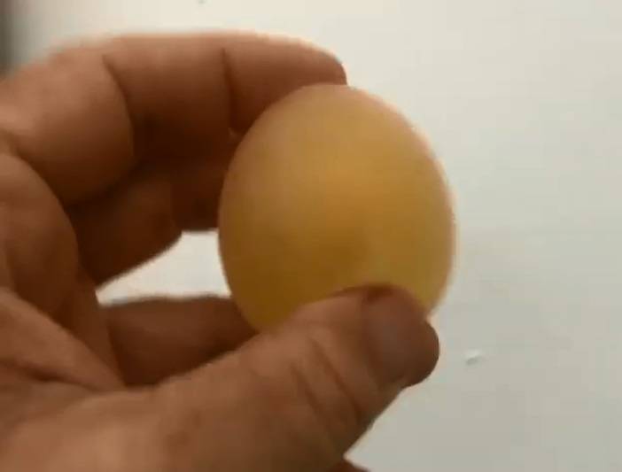 Почему куры несут яйца без скорлупы? условия содержания и корм для кур-несушек