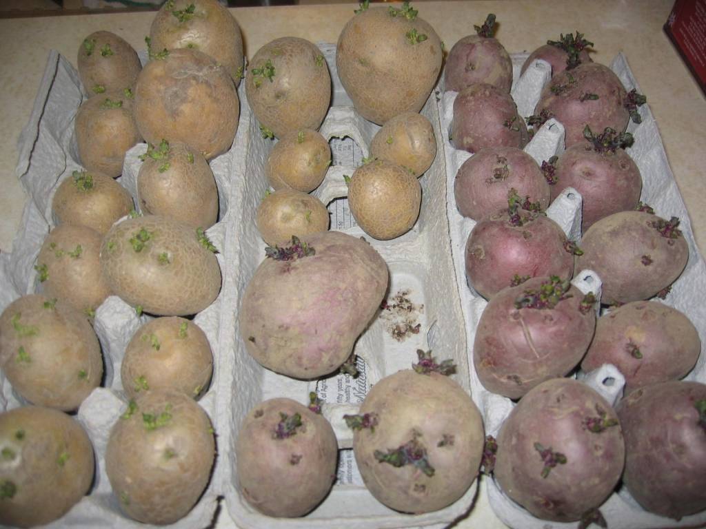 Как увеличить урожай картофеля с помощью яровизации