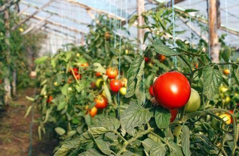 Посадка томатов на рассаду