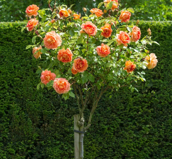 Как посадить штамбовую розу  (посадка, опора) | о розе