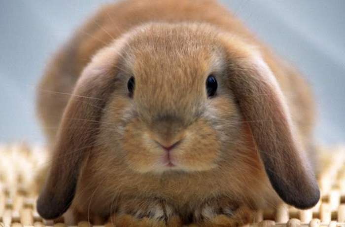 Как выкармливать крольчонка без крольчихи: искусственное вскармливание