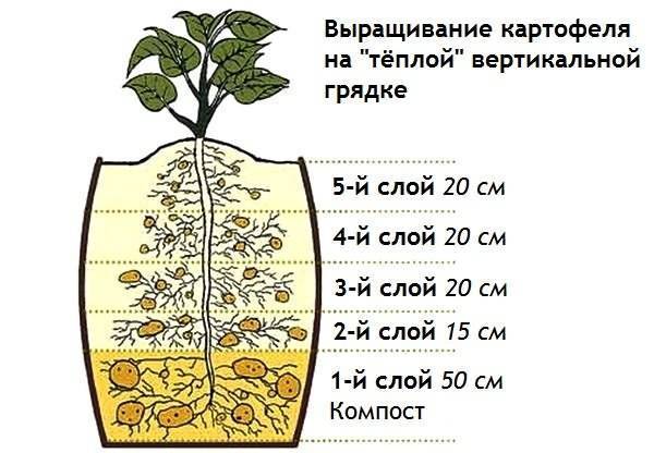 Выращивание картофеля в бочке технология. пошаговая технология выращивания