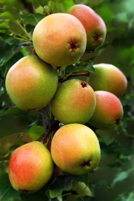 Груша "краснобокая": описание сорта, характеристика дерева и плодов, фото