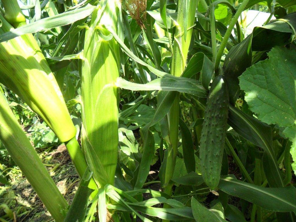 В каком месяце сажают кукурузу. Кукуруза в огороде. Кукуруза на грядке. Кукуруза растет. Кукуруза на даче.