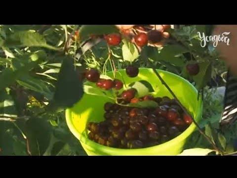 Размножение вишни черенками