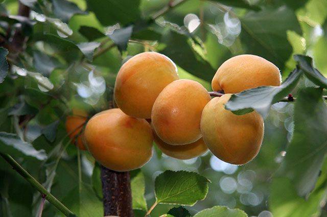 Как вырастить абрикос из косточки: посадка и уход за растением