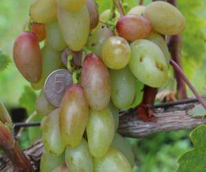 Виноград тимур