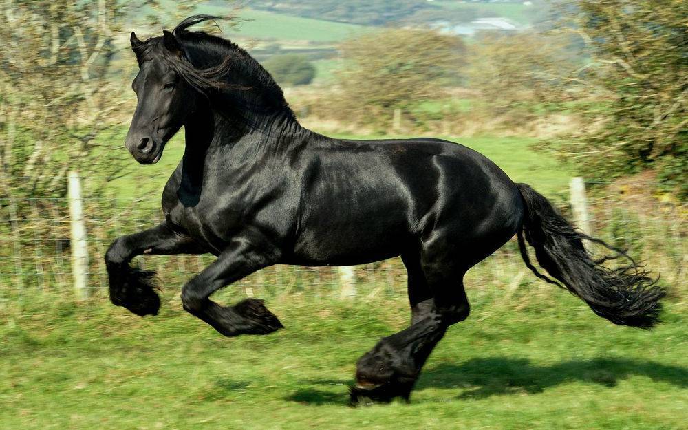 Лошадь вороной масти: описание, фото, уход