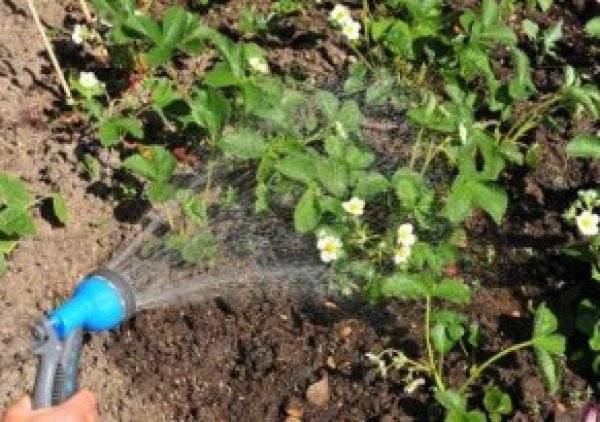 Чем подкормить и как ухаживать за клубникой во время цветения: секреты обильного урожая