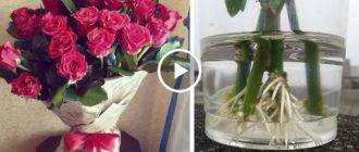 Как реанимировать розы в вазе