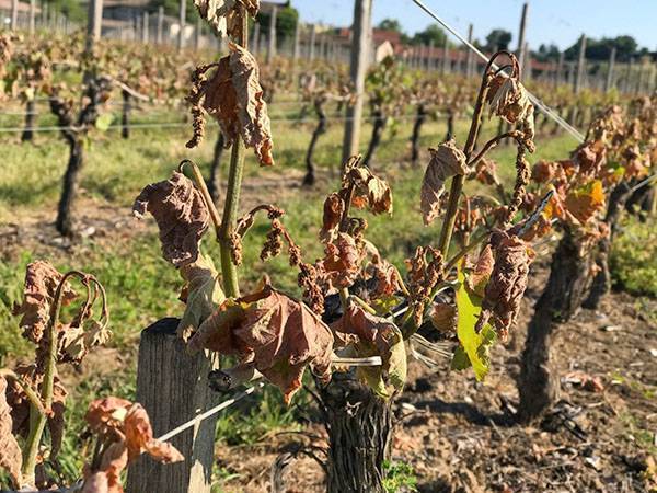 Обработка винограда весной 2019 — болезни и вредители мая, фото, описание и методы борьбы с ними