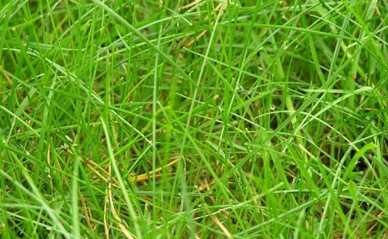 Выбираем газонную траву: обзор травосмесей и советы специалистов