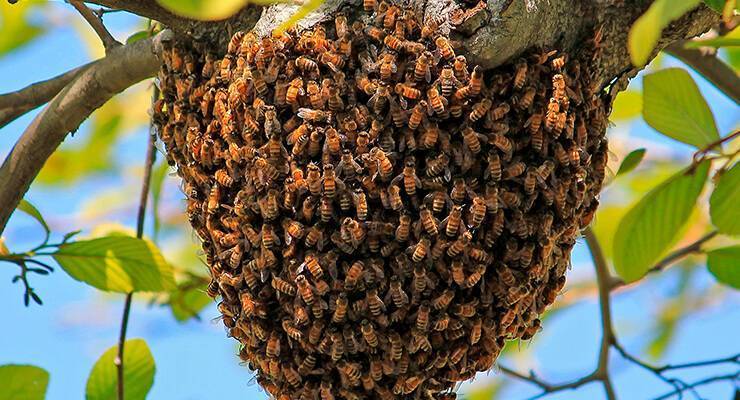 О рое пчел: как предотвратить роение в августе, почему роятся пчелы, причины
