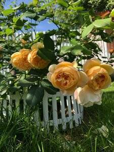 О сортах английских роз дэвида остина - описание самых хороших и ароматных