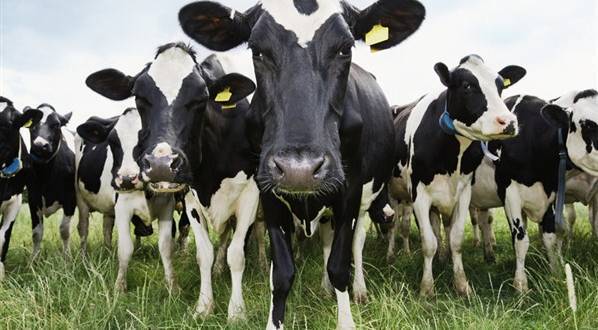 Методика профилактики и ликвидации нодулярного дерматита крупного рогатого скота