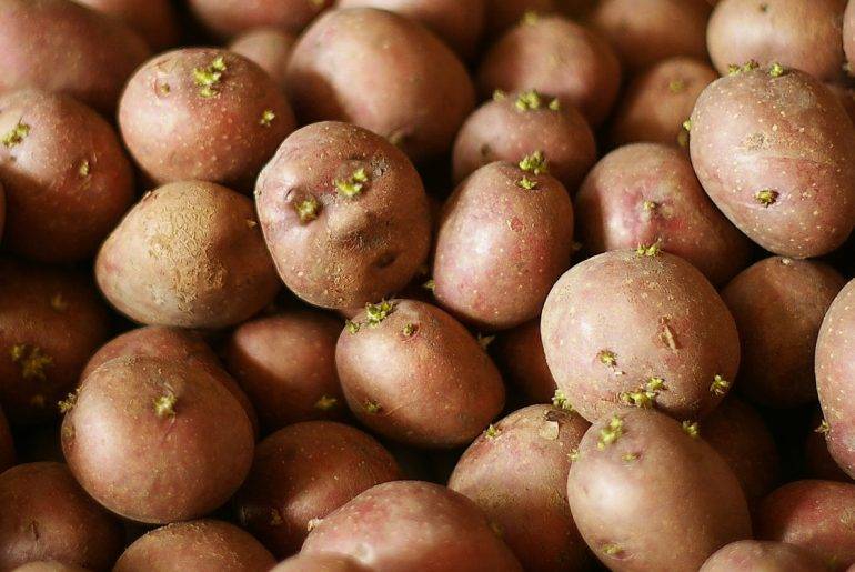 Выращивание картошки из семян в домашних условиях