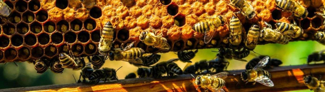 О разведении пчел в домашних условиях для начинающих, календарь пчеловода