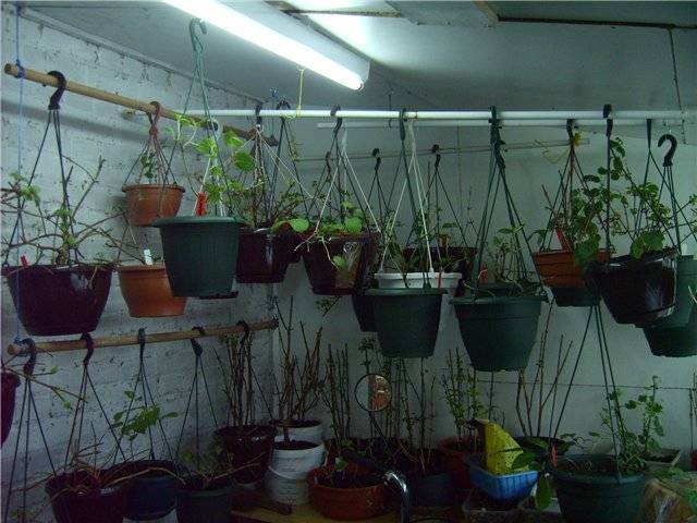 Способы размножения комнатных растений