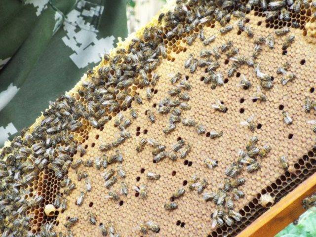 Лозеваль для пчел