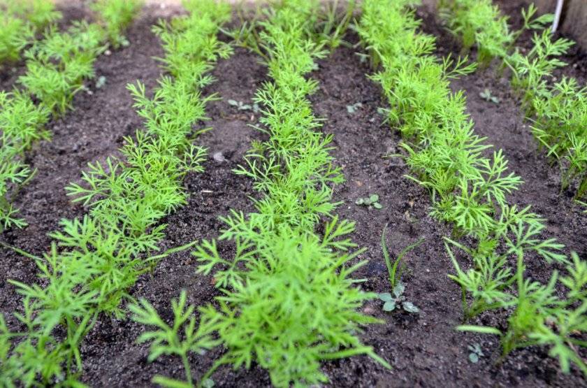 Выращивание редиса в открытом грунте: правила посадки и ухода