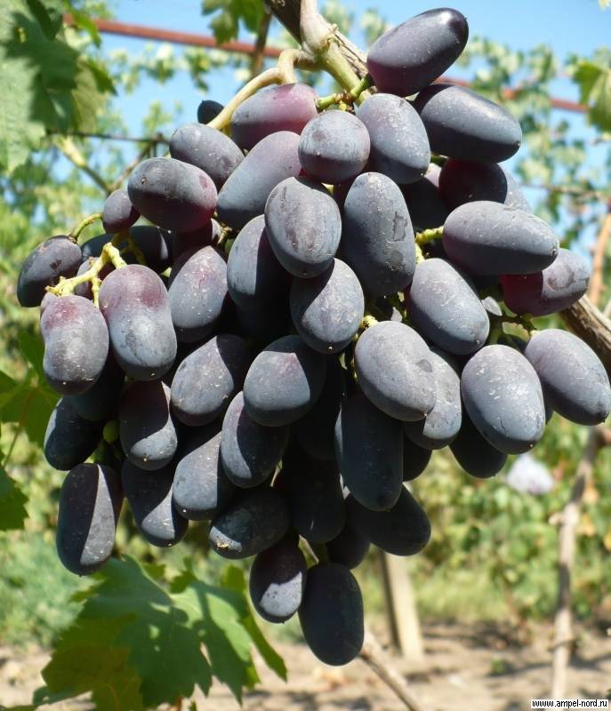 Выращивание виноградного сорта академик (памяти дженеева)