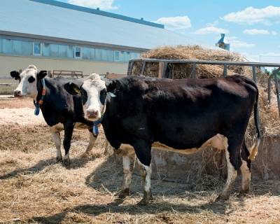 Обзор и особенности выращивания комолых коров