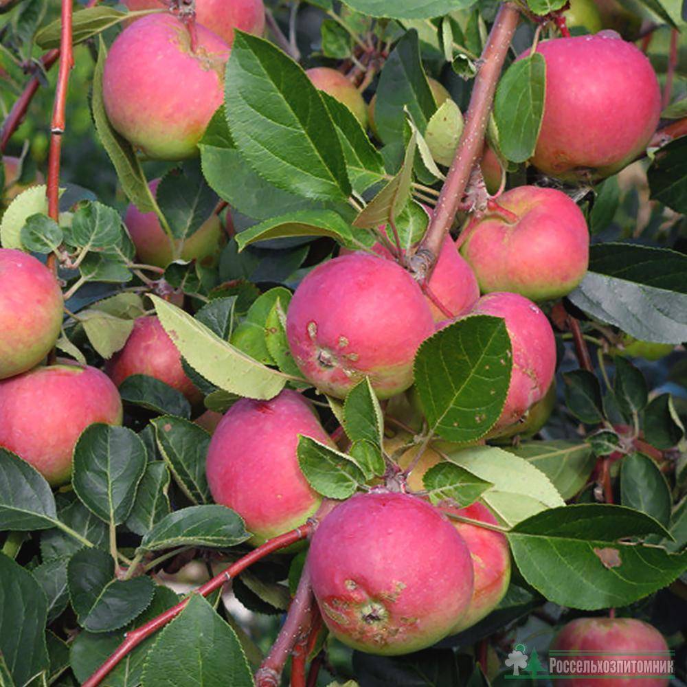 О яблоне Авенариус: описание сорта, характеристики, агротехника, выращивание