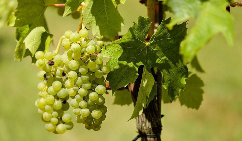 Плач виноградной лозы: что делать если в мае виноград истекает соком?