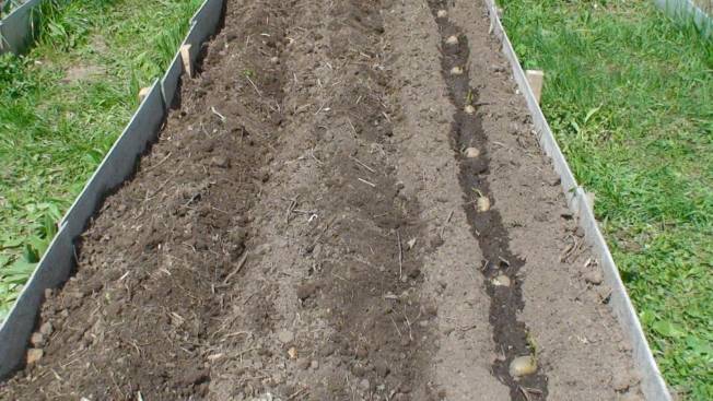 Посадка картофеля в гребни способствует увеличению урожая