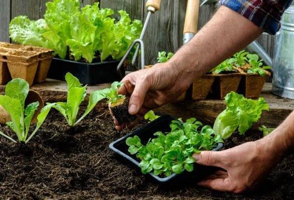 Как вырастить салат на подоконнике: "айсберг" и другие сорта салата