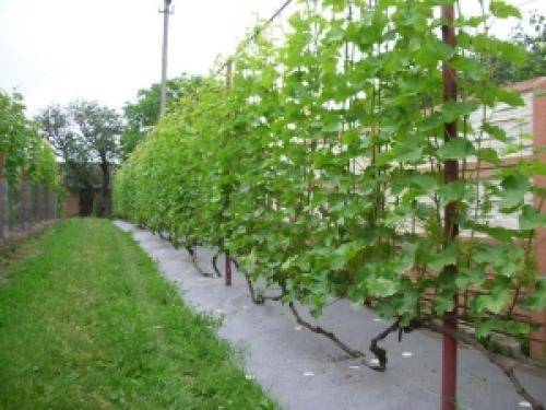 Как правильно подвязывать виноград весной к шпалере, инструмент для новичков