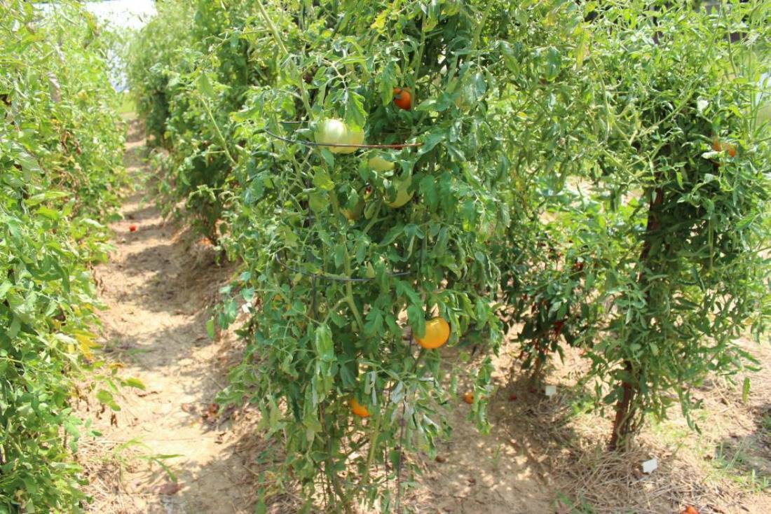 Фузариозное увядание томатов: профилактика и лечение
