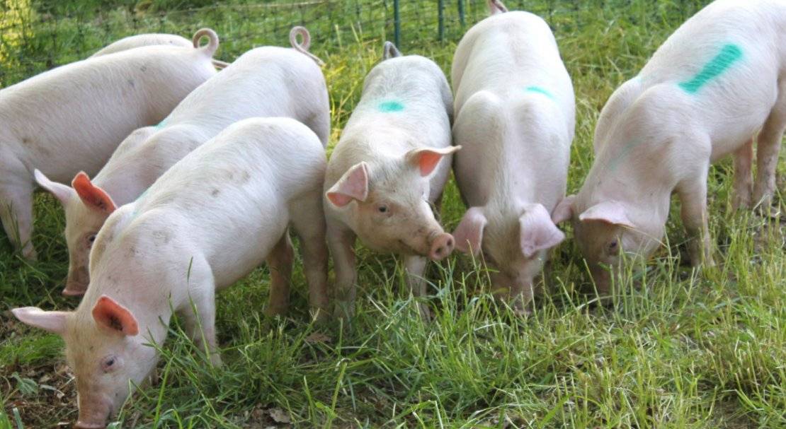 Порода свиней ландрас: особенности содержания и разведения