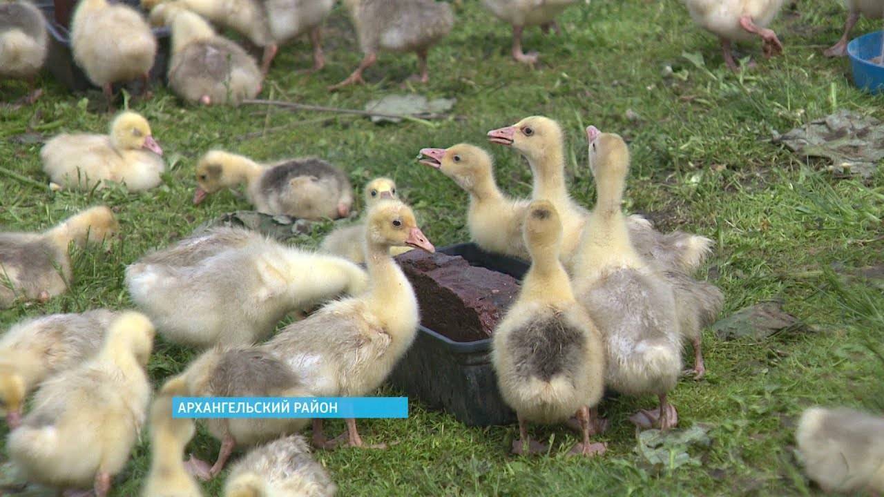 Гусята (44 фото): правила выращивания маленьких гусят в домашних условиях для начинающих. требования к брудеру. как правильно выводить птенцов?