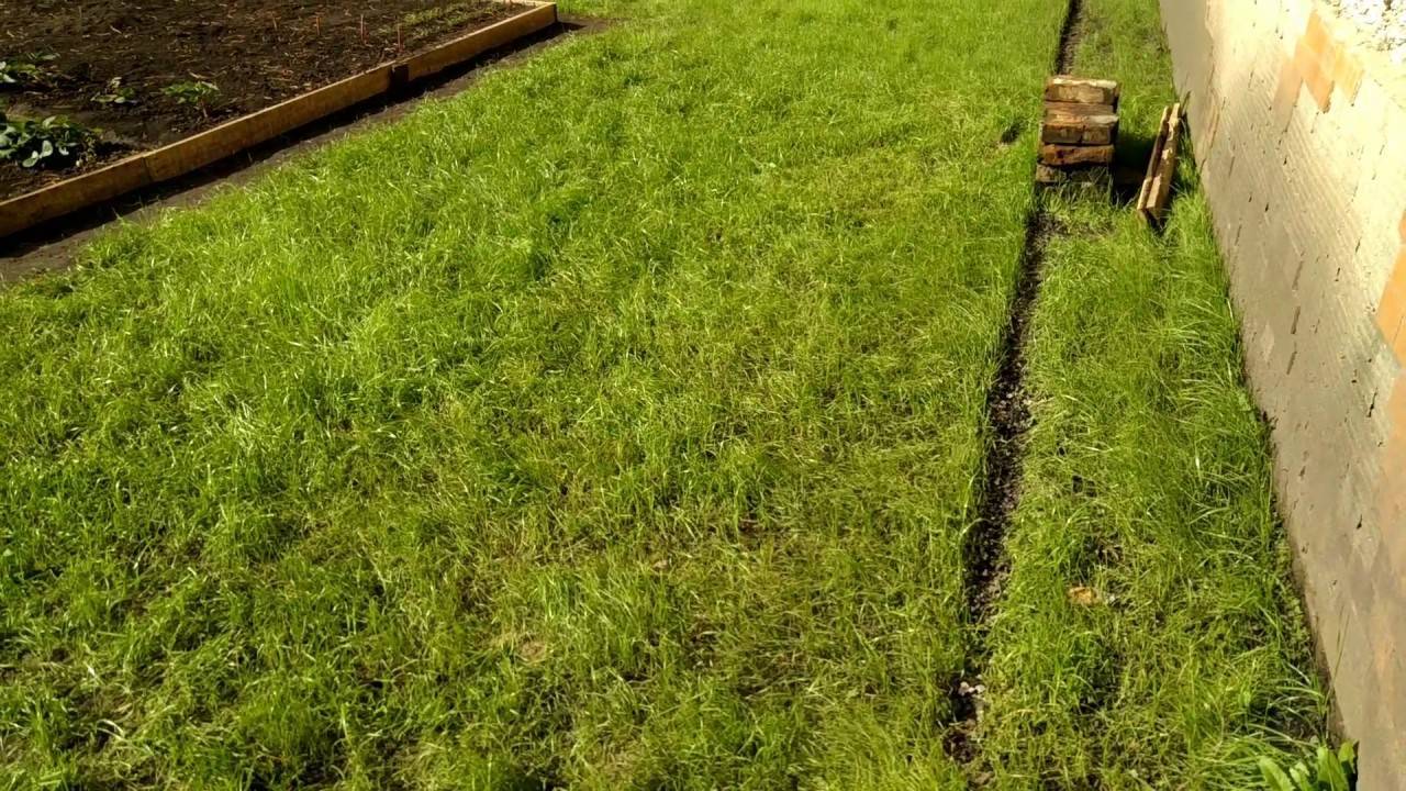 Что делать, если газонная трава растёт плохо и неравномерно
