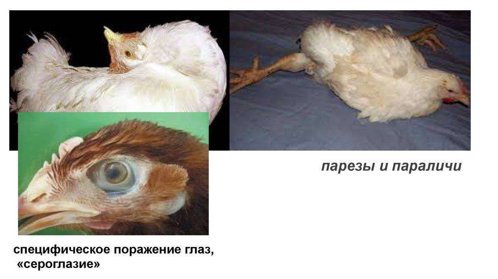 Симптомы болезни марека у кур и методы ее лечения