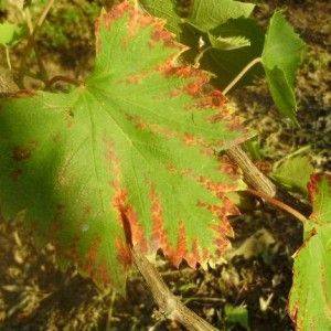 Болезни и вредители винограда: болезни листьев, вредители, грибковые заболевания